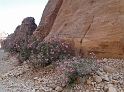 Petra (19)